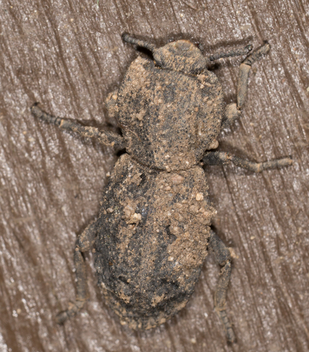 Phloeodes diabolicus