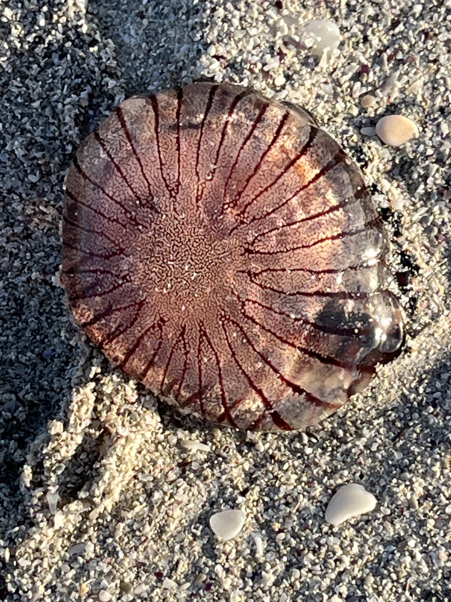 Chrysaora agulhensis Ras, Neethling, Engelbrecht, Morandini, Bayha, Skrypzeck & Gibbons, 2020