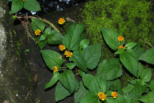 Image of Acmella paniculata by (c) Franz Anthony, some rights reserved (CC BY)