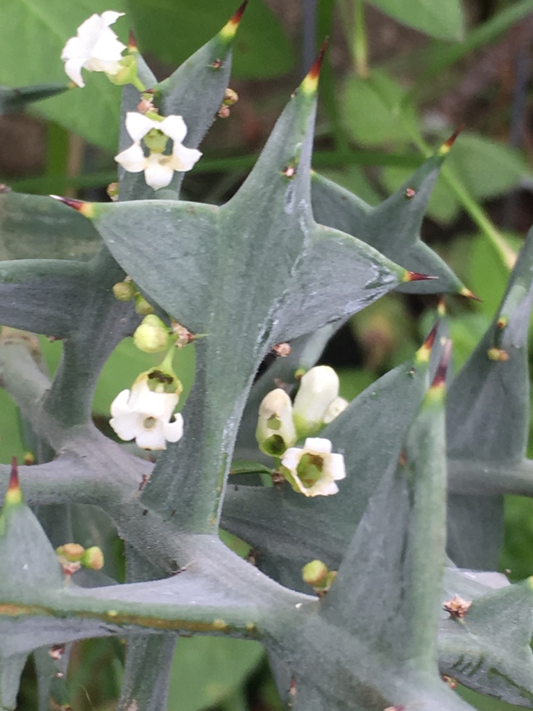 Colletieae