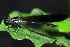 Heliocypha fenestrata
