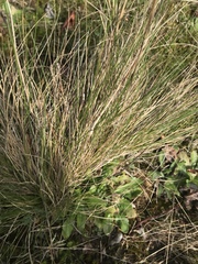 Festuca roemeri