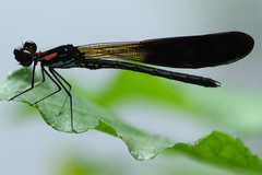 Heliocypha fenestrata