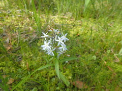 Amsonia tabernaemontana