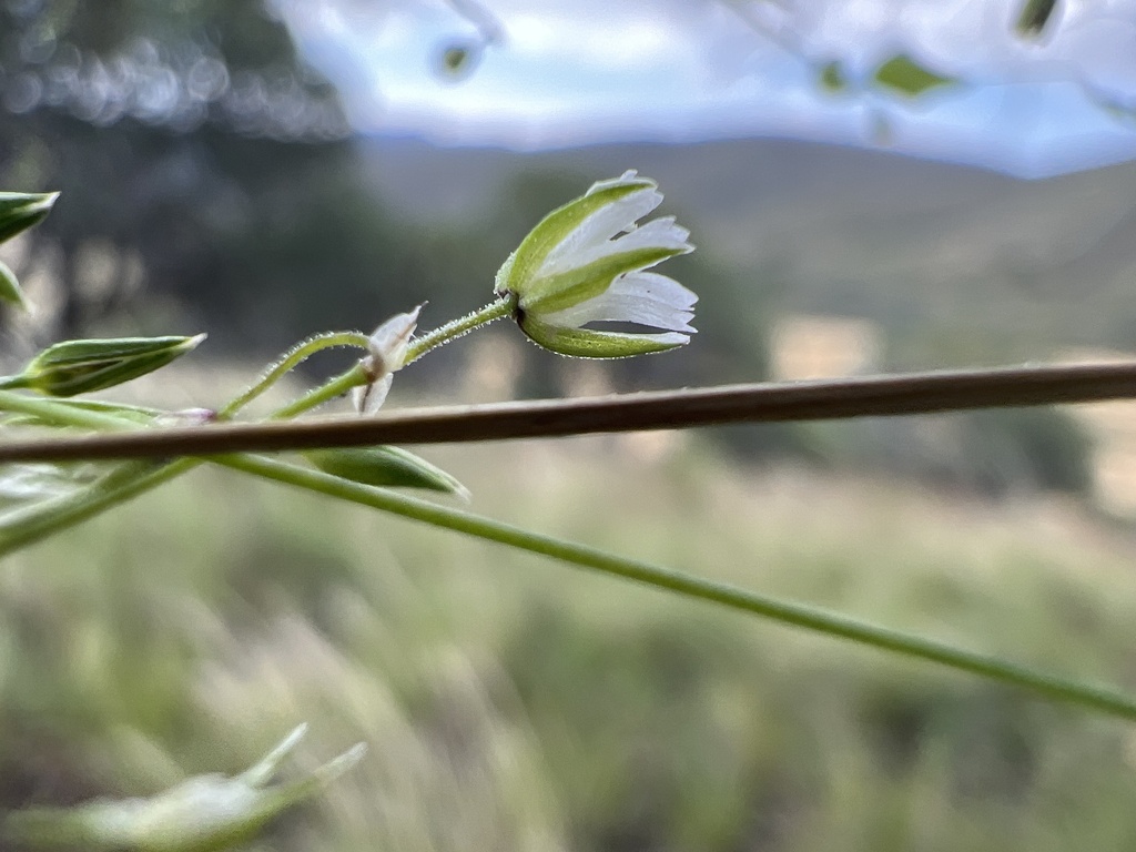 Drymaria tenuis