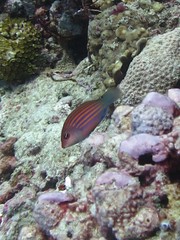 Pseudocheilinus hexataenia