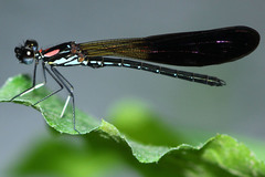 Heliocypha fenestrata