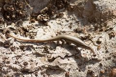 Trachylepis tessellata