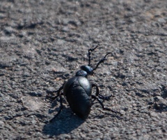 Meloe proscarabaeus
