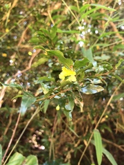 Ochna gamostigmata