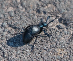 Meloe proscarabaeus