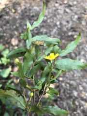 Ochna gamostigmata