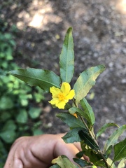 Ochna gamostigmata