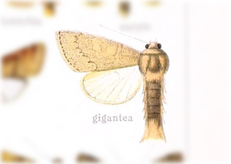 Hypotrix gigantea
