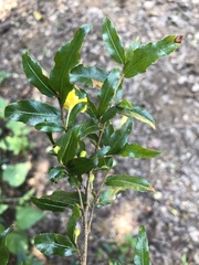 Ochna gamostigmata