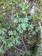 Nemophila parviflora