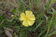 Crocanthemum carolinianum