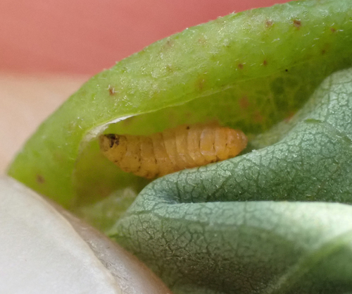 locust gall midge, photo 5 of 9