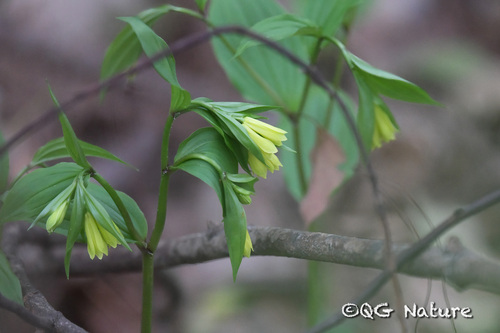 Korean fairy bells (Disporum uniflorum)