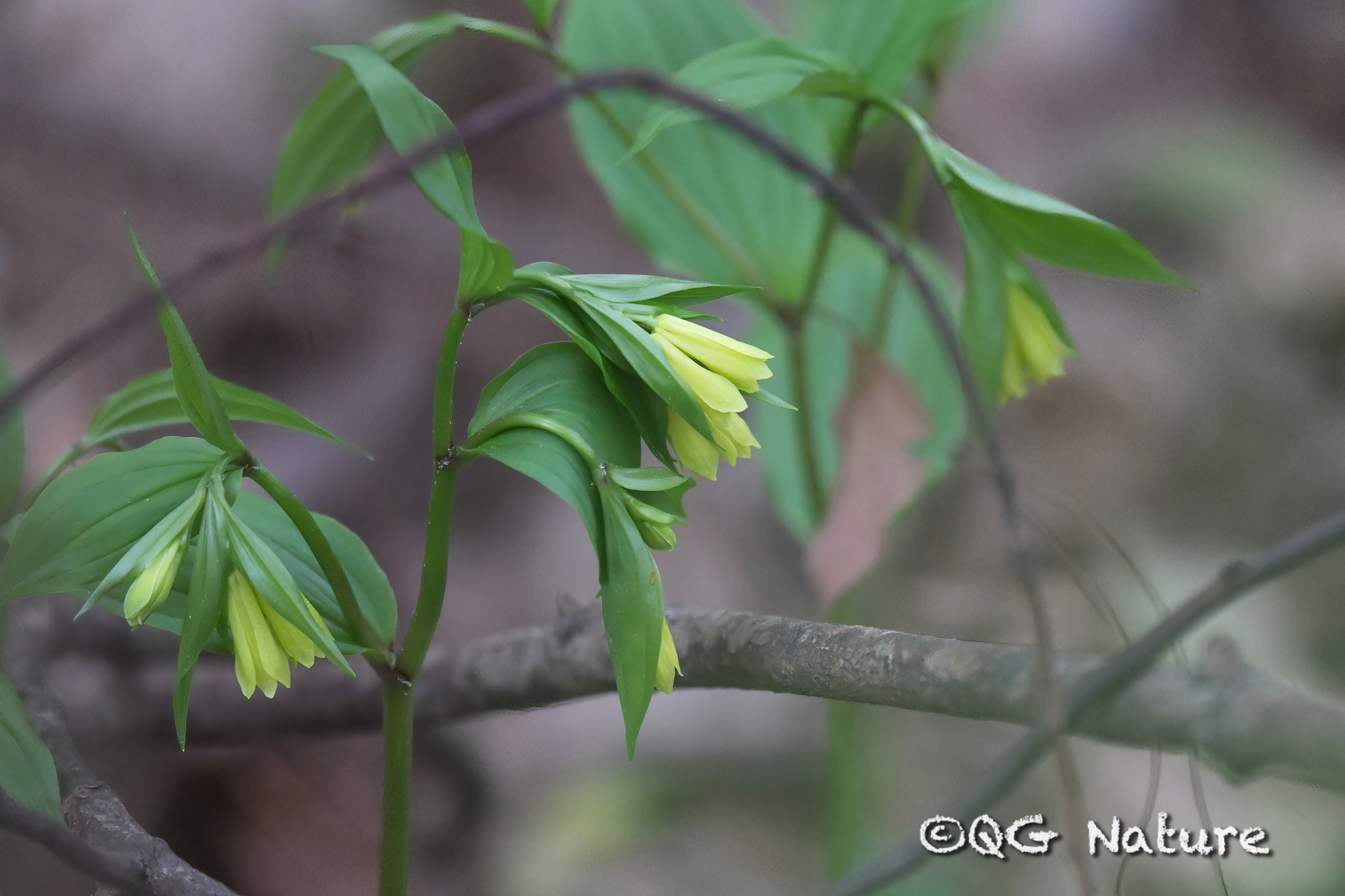 Korean Fairy Bells (Disporum uniflorum)