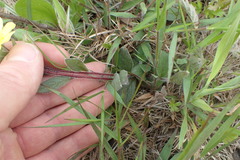 Crocanthemum carolinianum