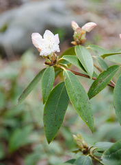 Rhododendron minus
