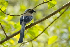 Dendrocitta formosae formosae