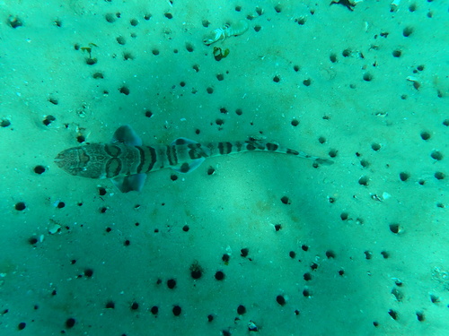 Tiger catshark (Halaelurus natalensis) — Scyliorhinidae — 2