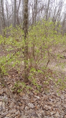 Dirca palustris