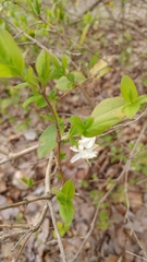 Dirca palustris