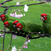 Red-masked Parakeet - Photo (c) Gwen Harlow, some rights reserved (CC BY-NC-ND)