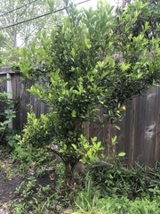 Citrus × microcarpa