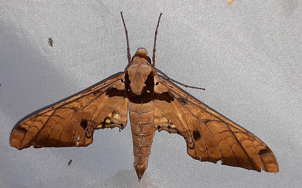 Adhemarius tigrina