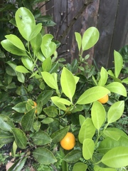 Citrus × microcarpa