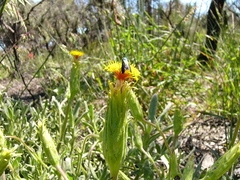 Podotheca gnaphalioides