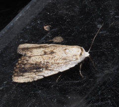 Tachosa brunnescens