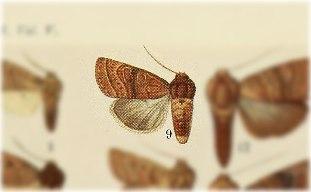 Hypotrix secedens