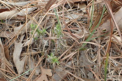 Phlox nivalis texensis