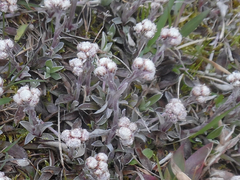 Antennaria howellii