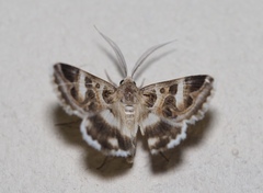 Cerocala vermiculosa