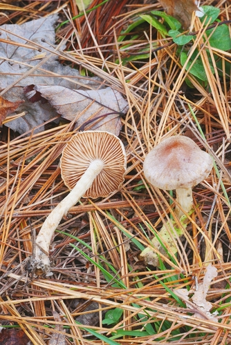 Hebeloma excedens