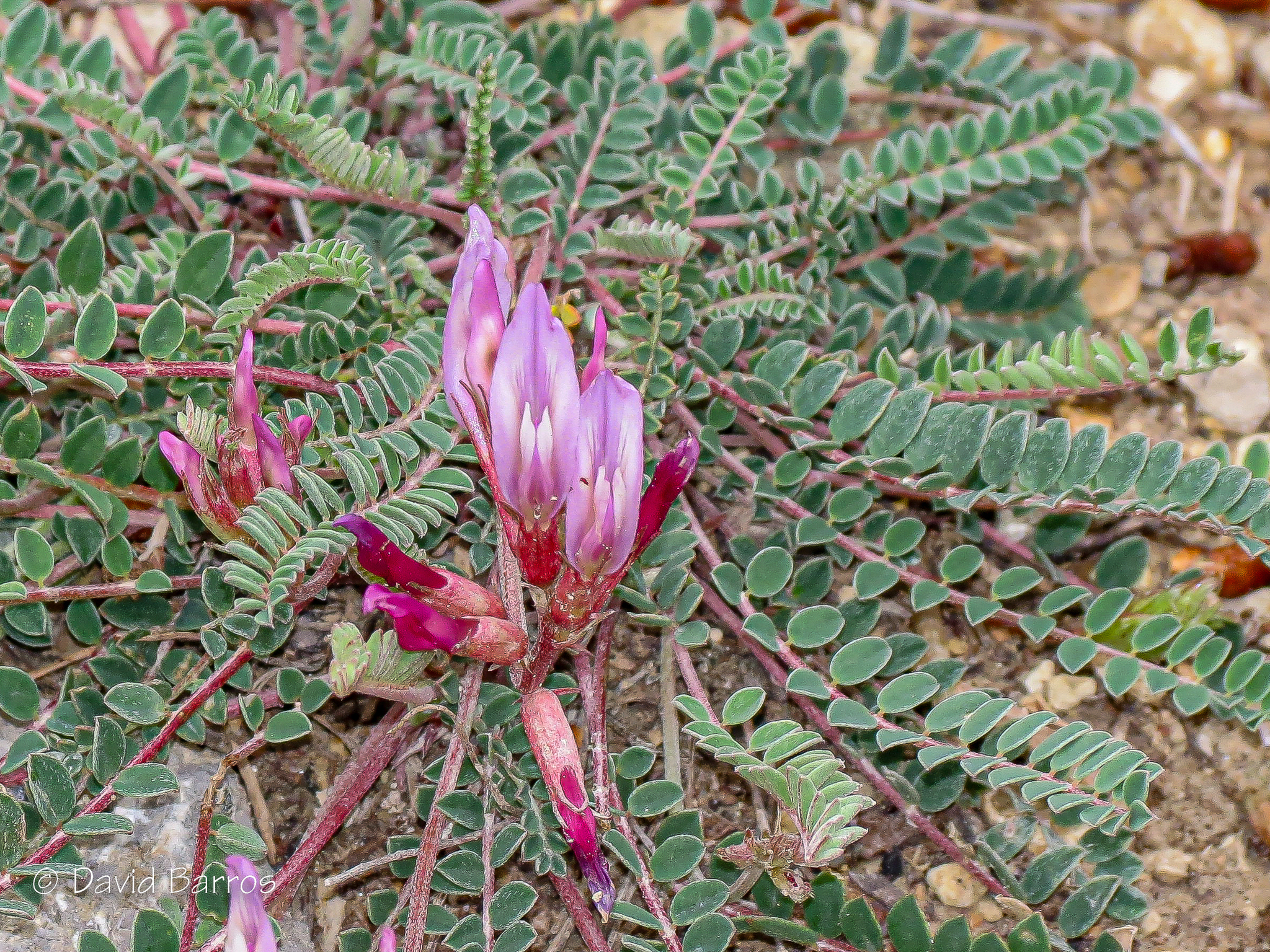 Astragalus monspessulanus