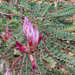 Astragalus monspessulanus - Photo (c) David Barros Cardona, μερικά δικαιώματα διατηρούνται (CC BY-NC), uploaded by David Barros Cardona