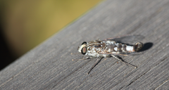Apiocera philippii