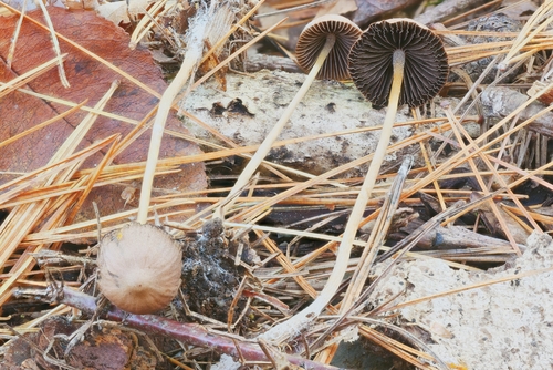 Psathyrella