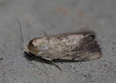Tachosa brunnescens
