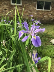 Iris hexagona