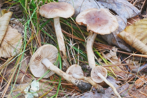 Hebeloma excedens