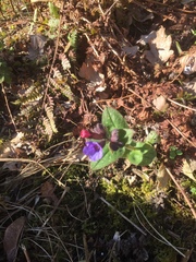 Pulmonaria officinalis