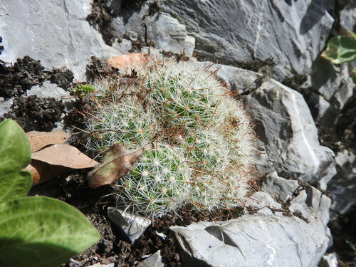 Mammillaria erythrosperma